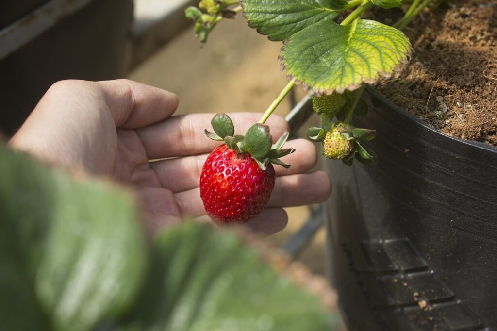 Growing container strawberries