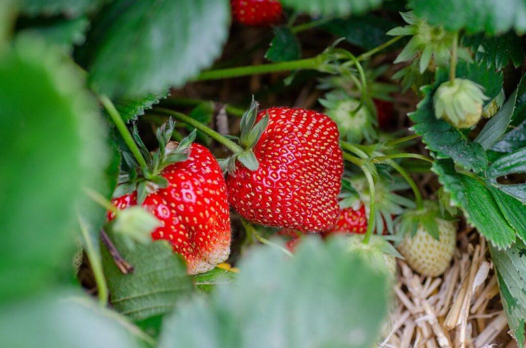 Growing strawberries guide