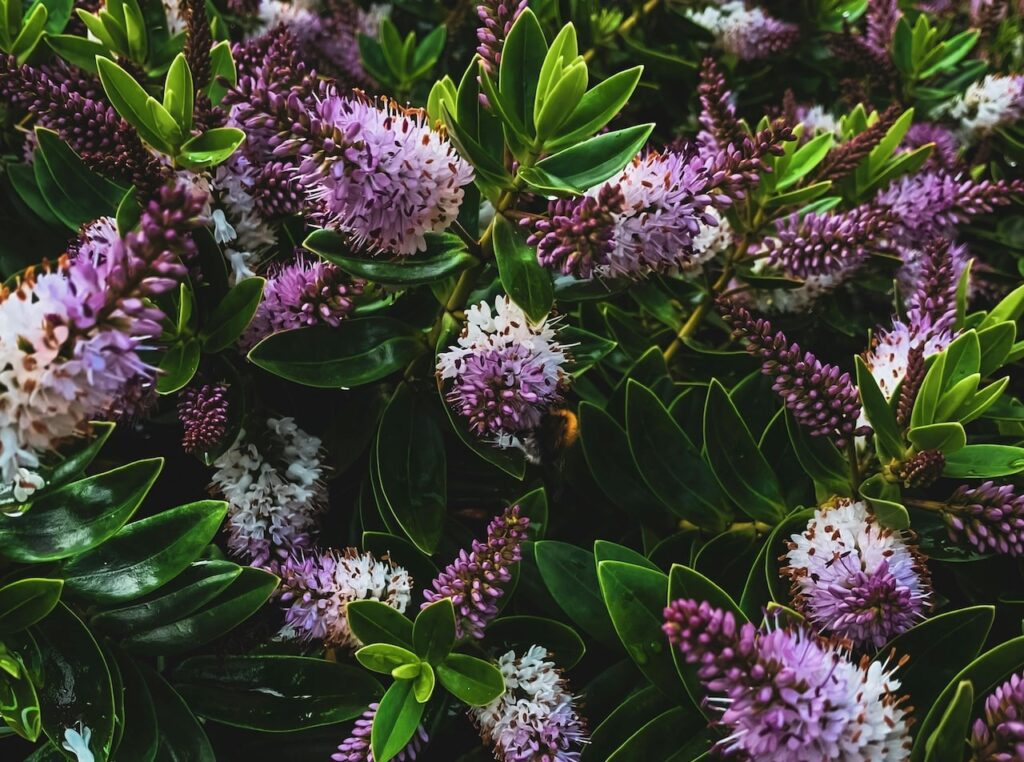 Purple hebes