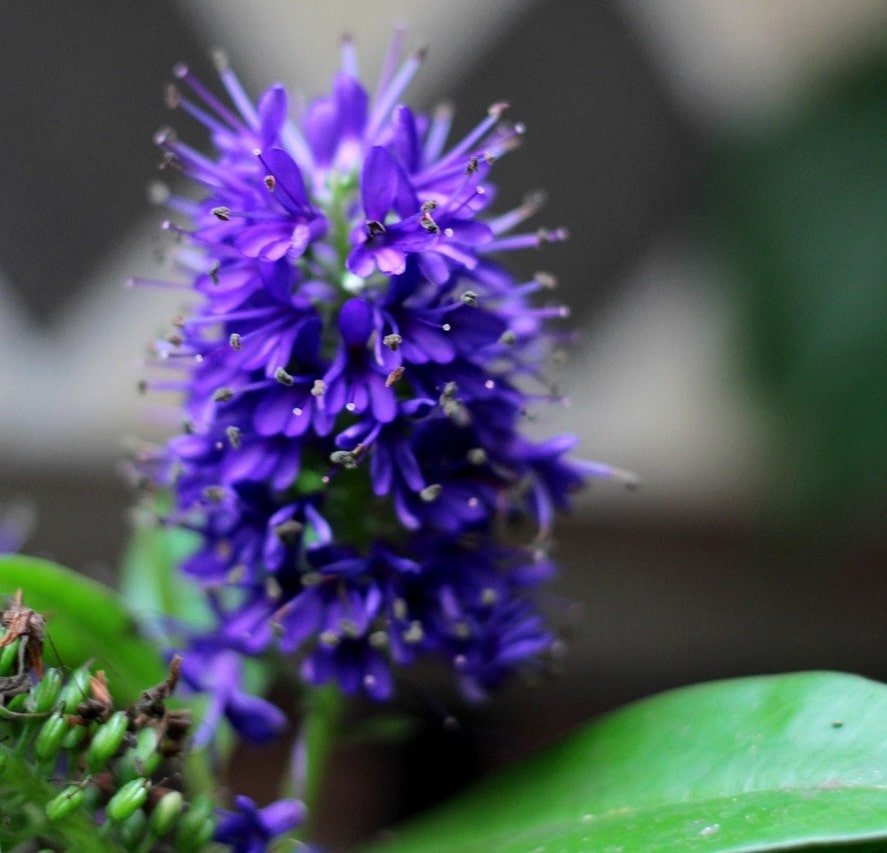 Blue hebes