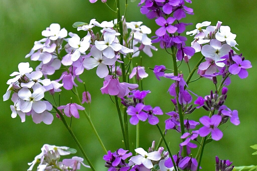 Night scented plants