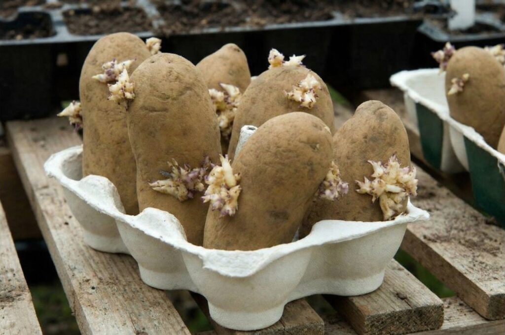 How to chit potatoes