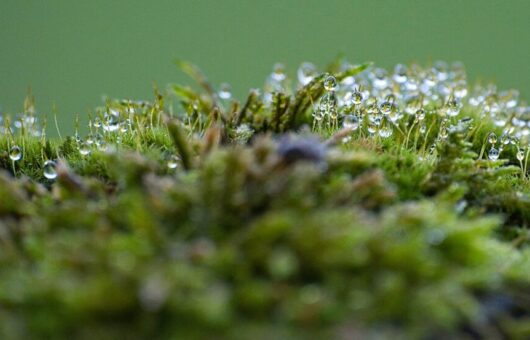 Mossy lawns
