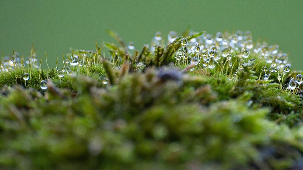 Mossy lawns