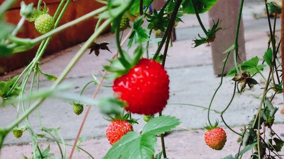 Growing strawberrys