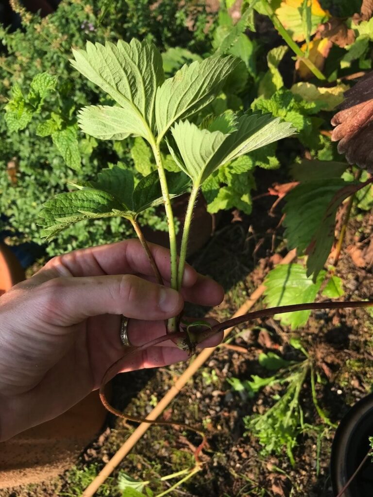 A strawberry runner