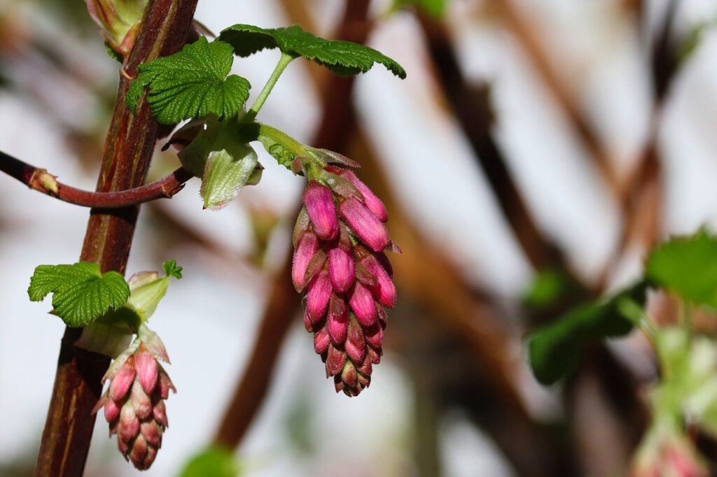 Pruning ribes
