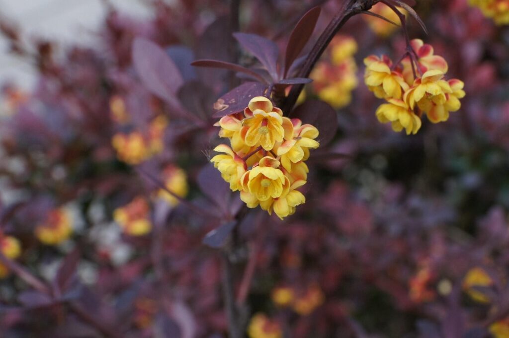 Berberis pruning