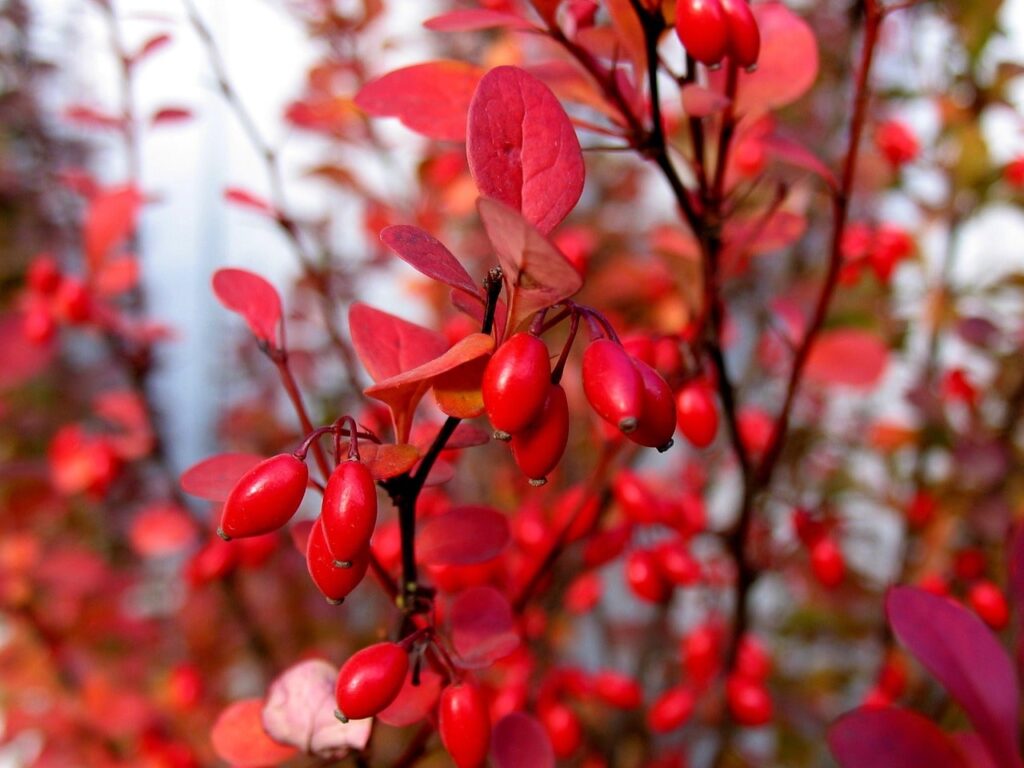 Berberis pruning