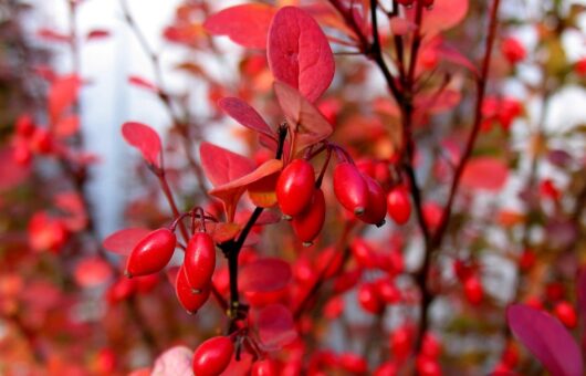 Berberis pruning