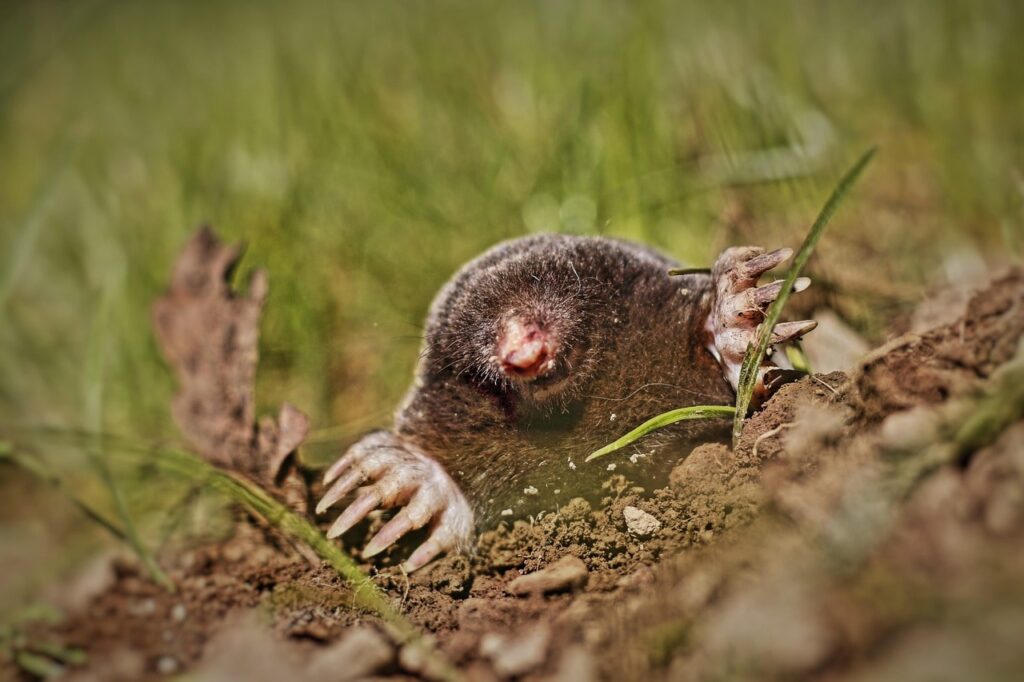 Mole removal guide
