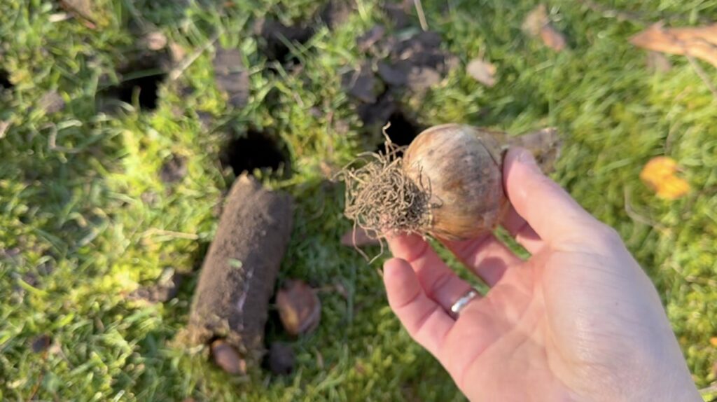 Putting a bulb in a bulb planter made hole