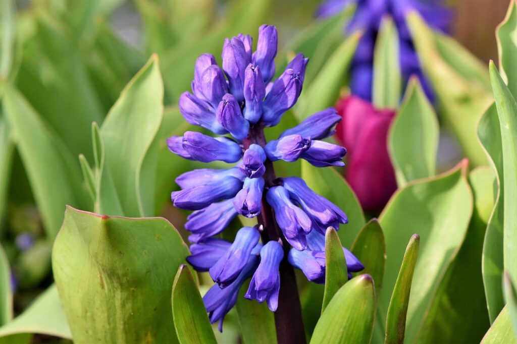 Blue hyacinth