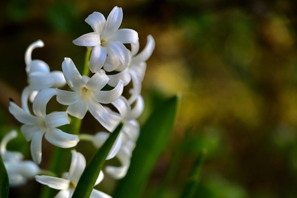 White spring bulbs