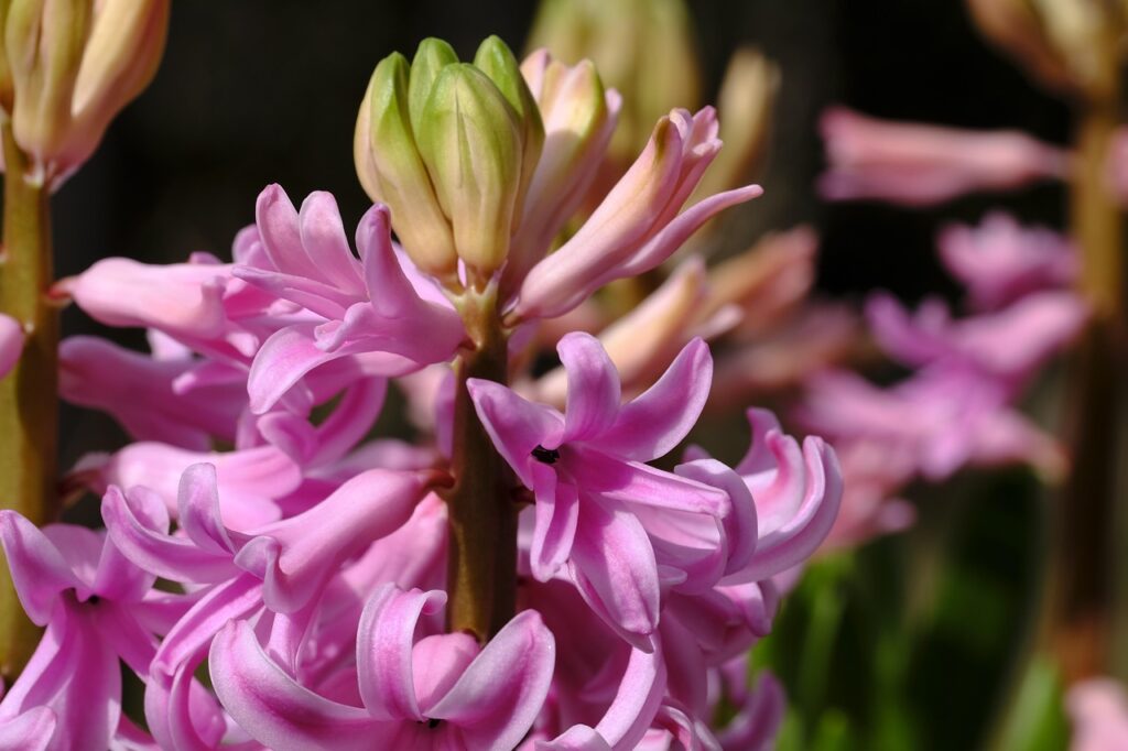 Light pink hyacinths