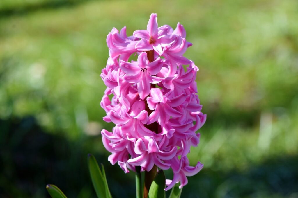 Pink Hyacinth