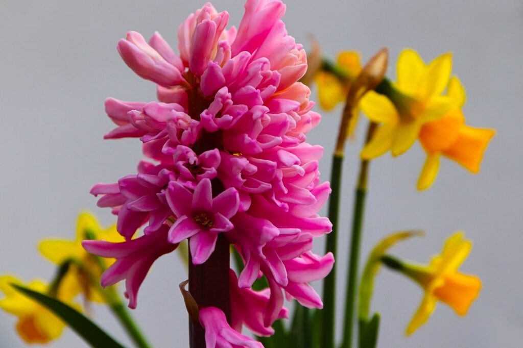 Bright red hyacinth bulbs