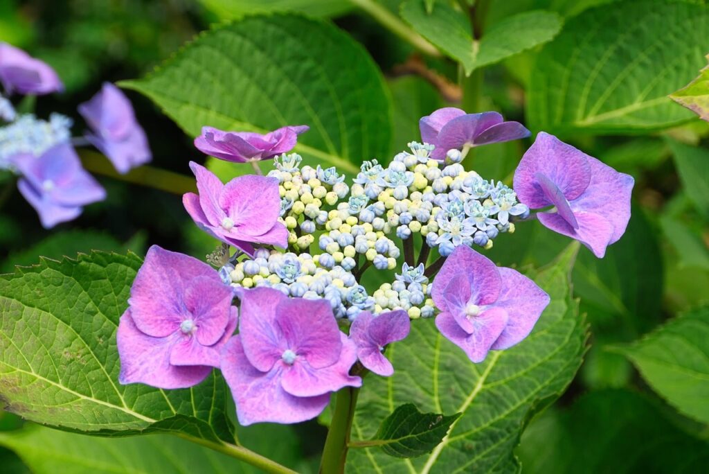 Purple hydrangeas