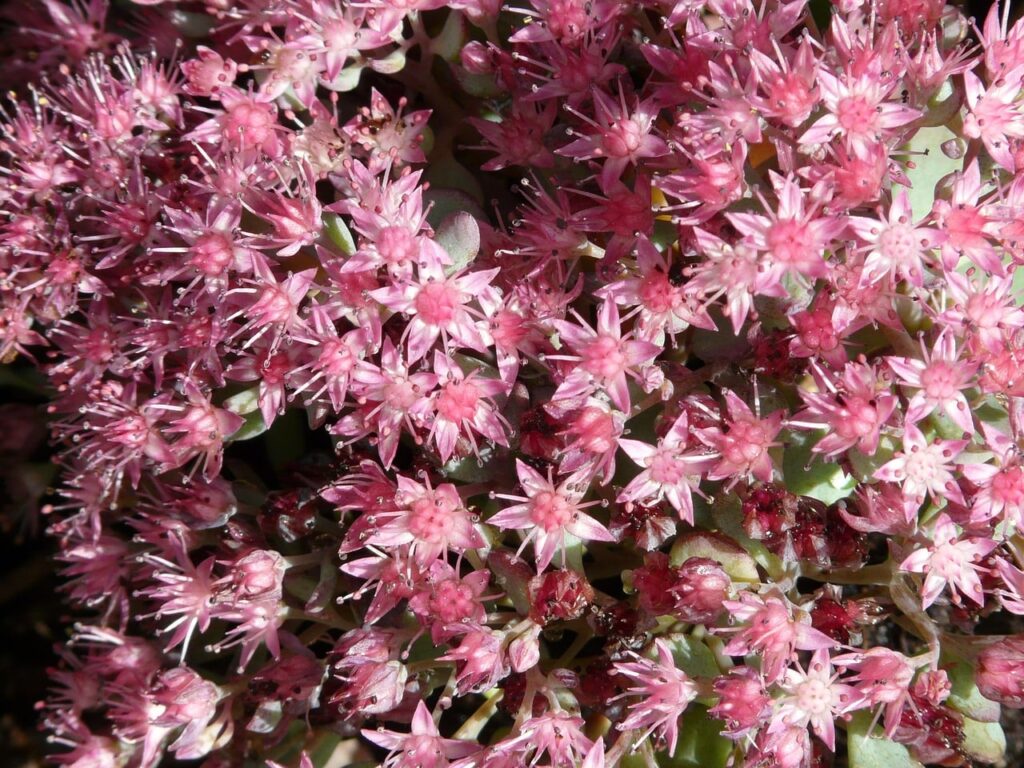 Purple sedum