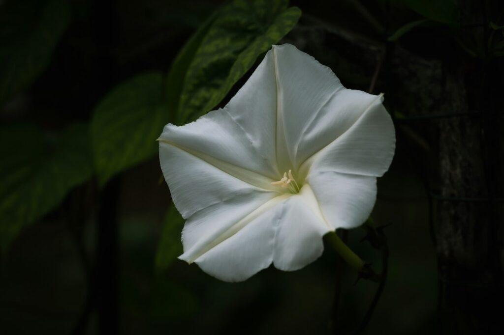 Moon flower