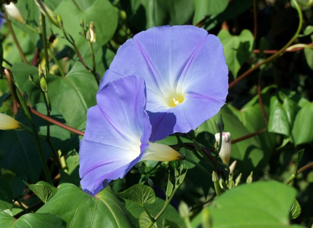 Morning glory