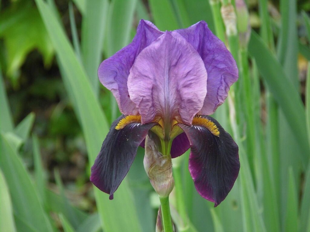 Purple iris