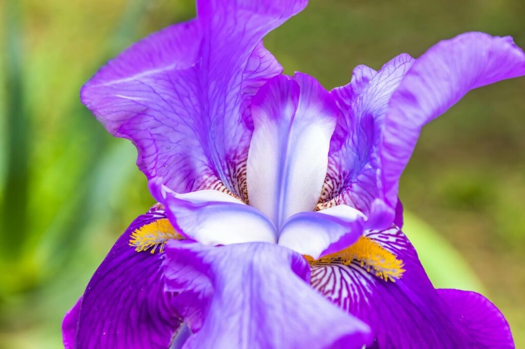 Purple iris