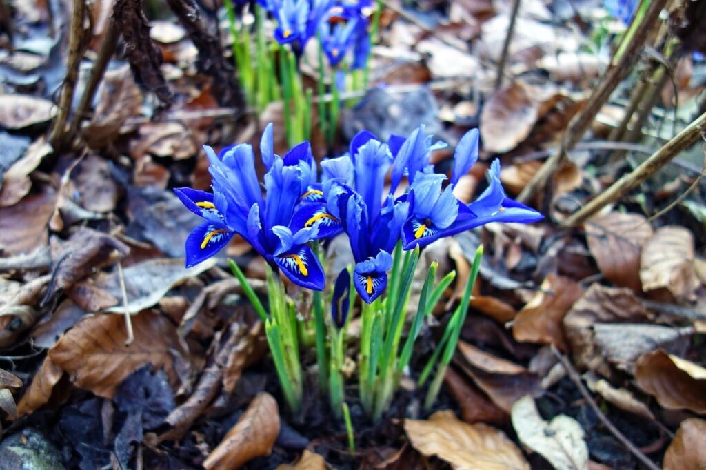 Blue iris