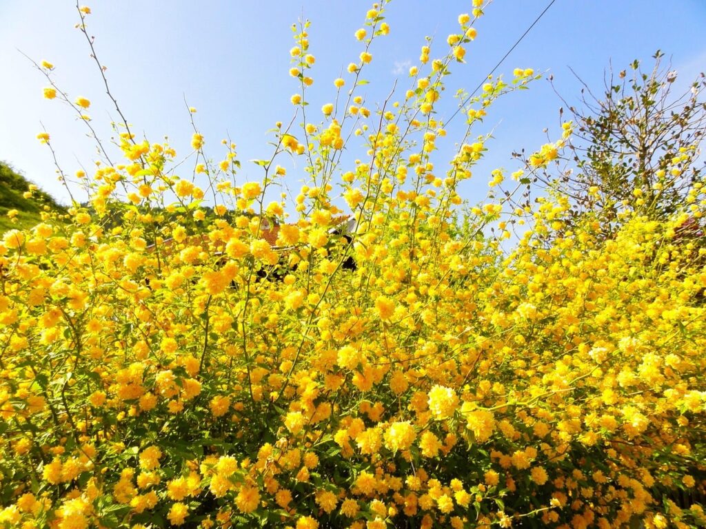 Kerria japonica and its yellow flowers