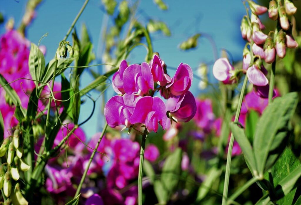 Purple plants