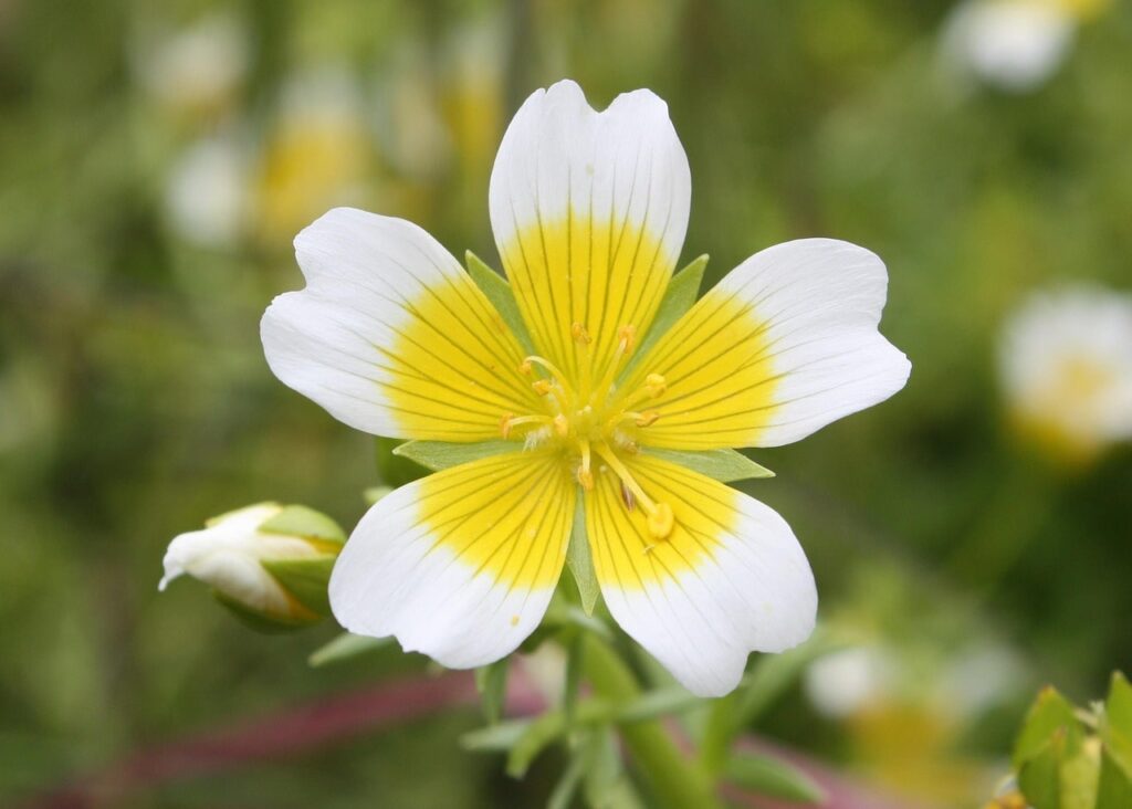 Poached egg plant