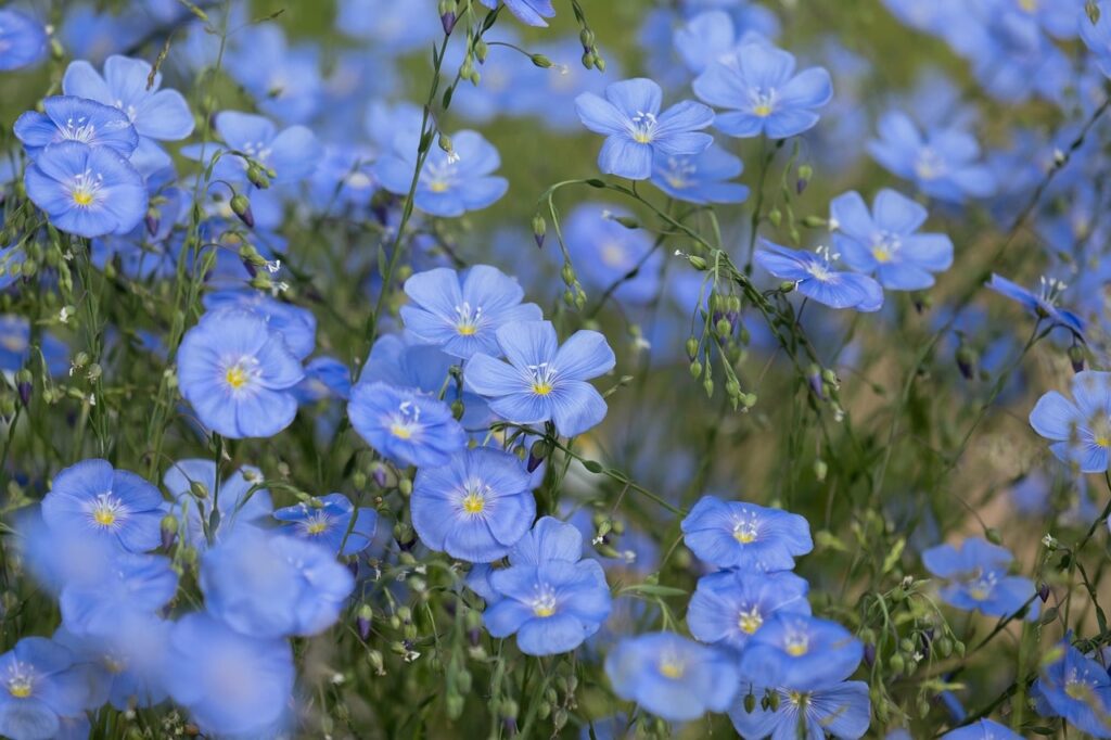 Blue flax plant
