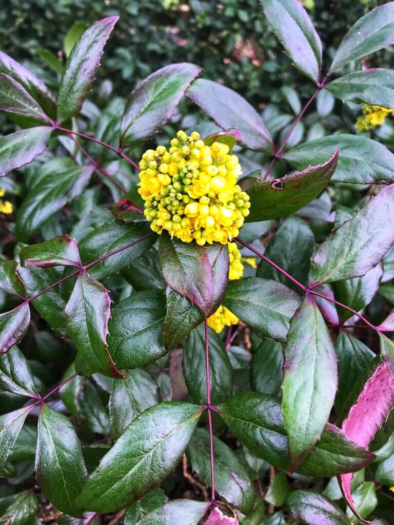 Mahonia winter sun