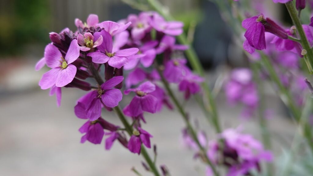Night scented flowers guide