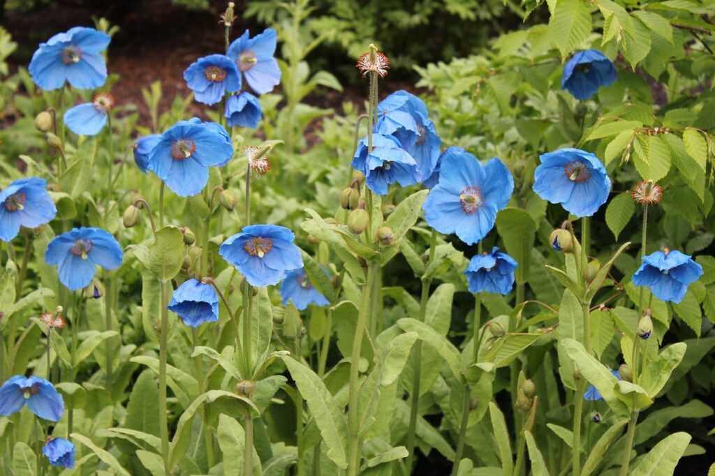 Blue poppies