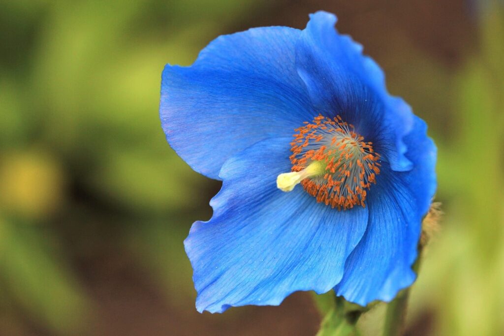 Blue plants guide