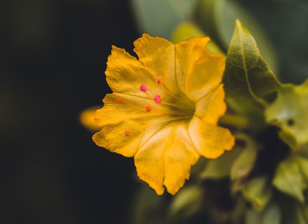 Mirabilis night scented plants