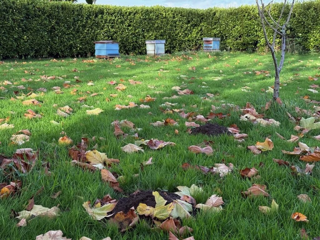 Mole hill removal