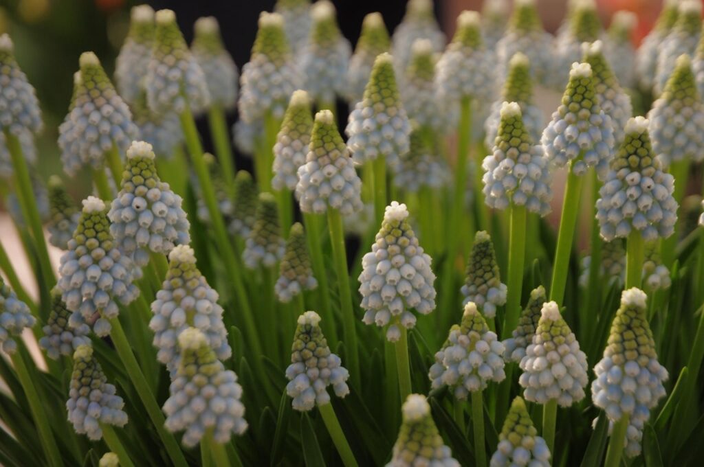 White muscari bulbs