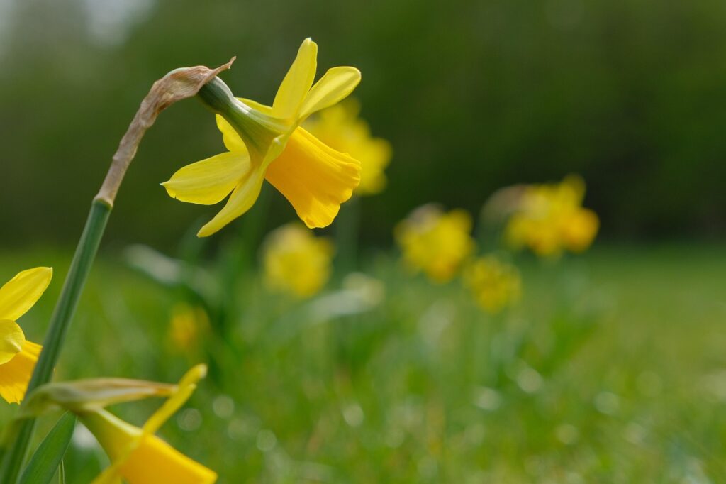 February gold daffodil