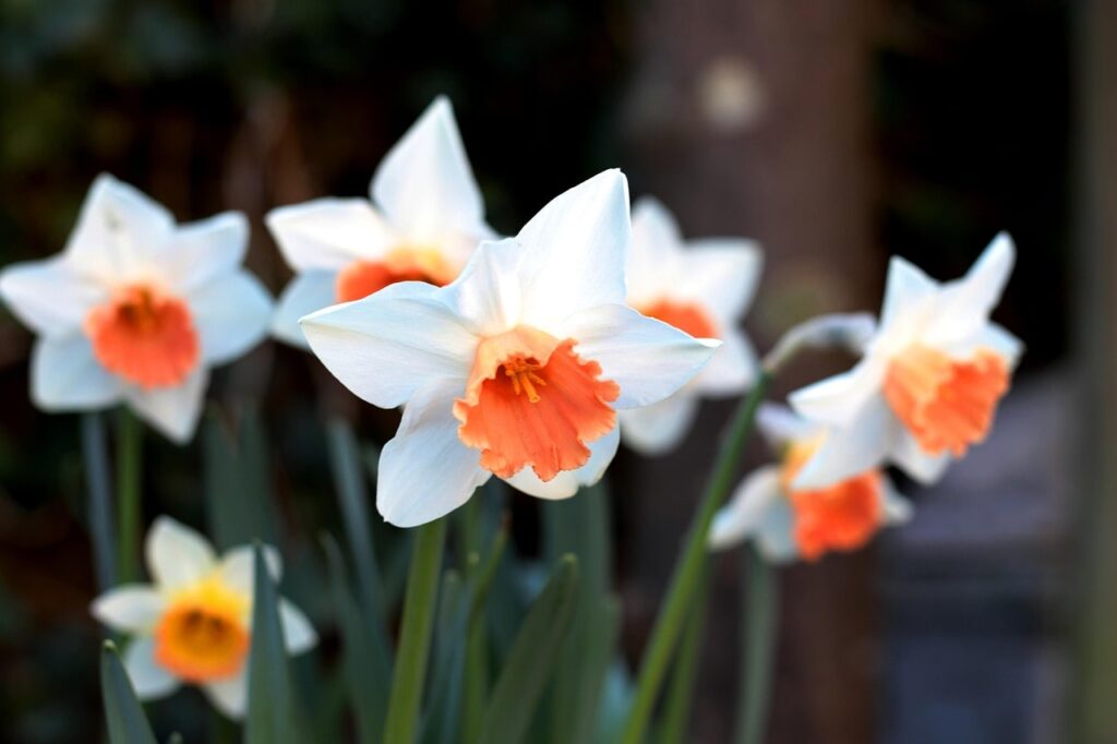 Pink charm daffodils