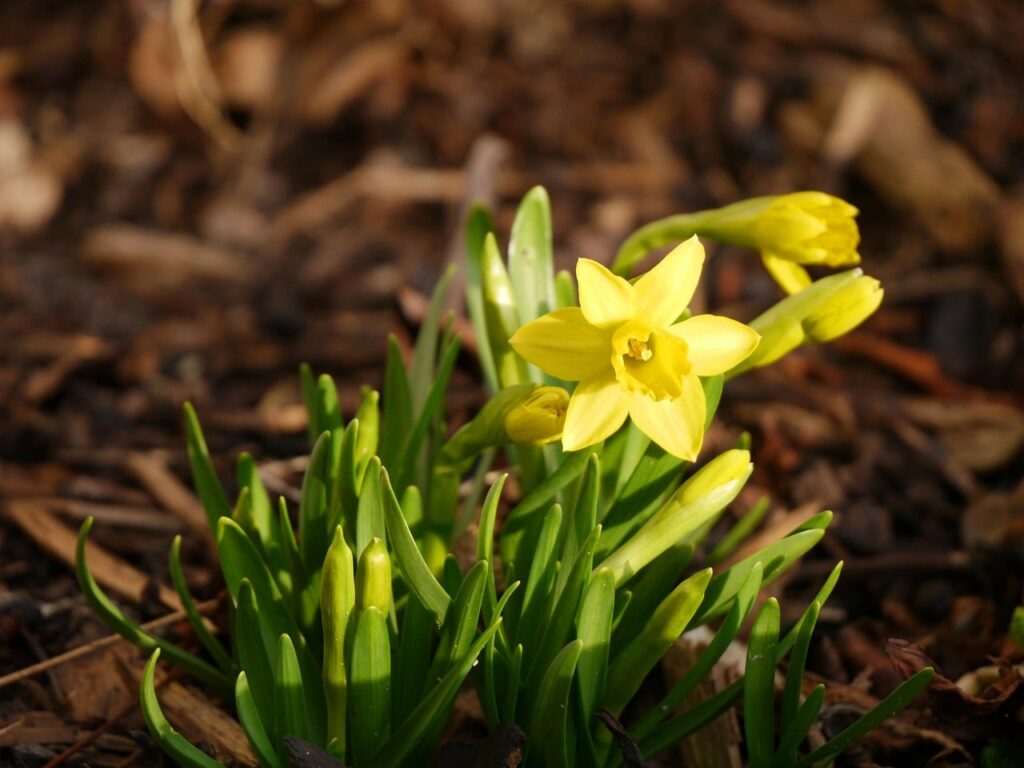 Tete a tete bulbs