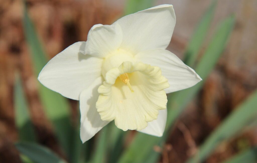 White daffodils