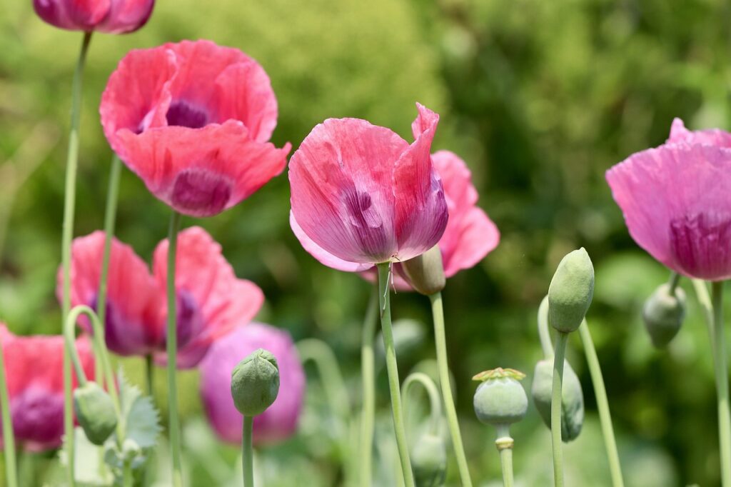 Cottage garden plants