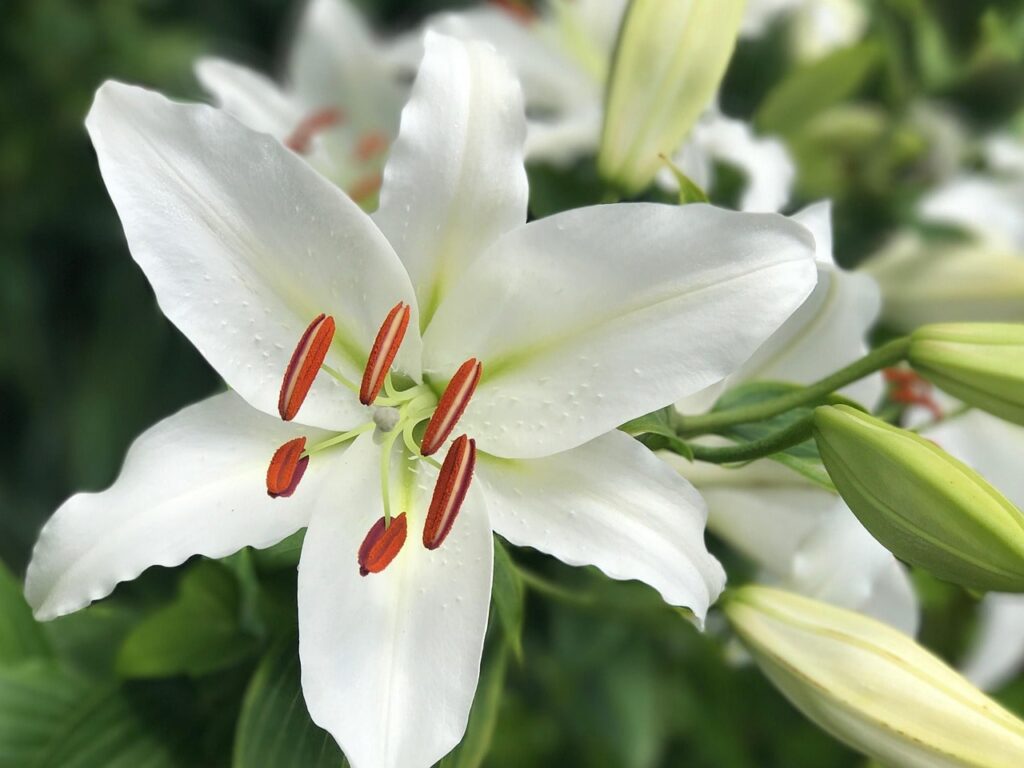 Oriental lily night scented plants