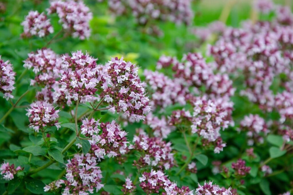 Wild marjoram