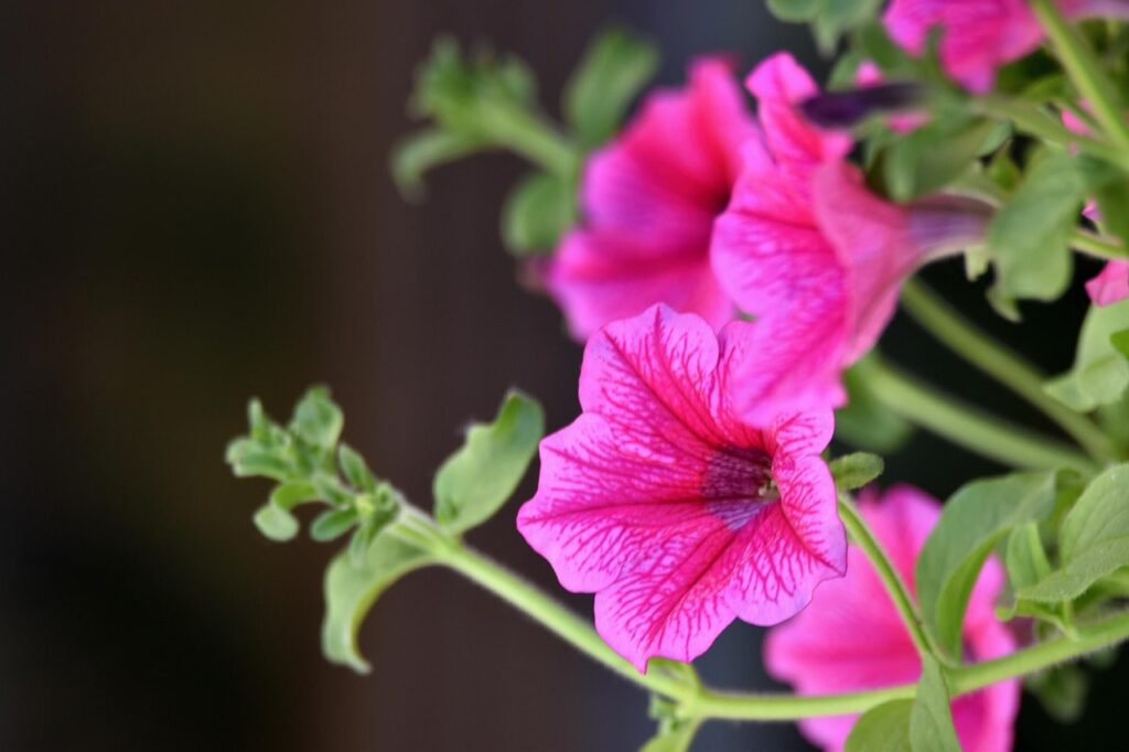 Petunia night scented plants