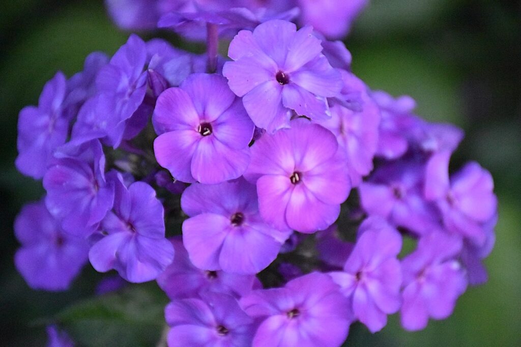 Purple plox