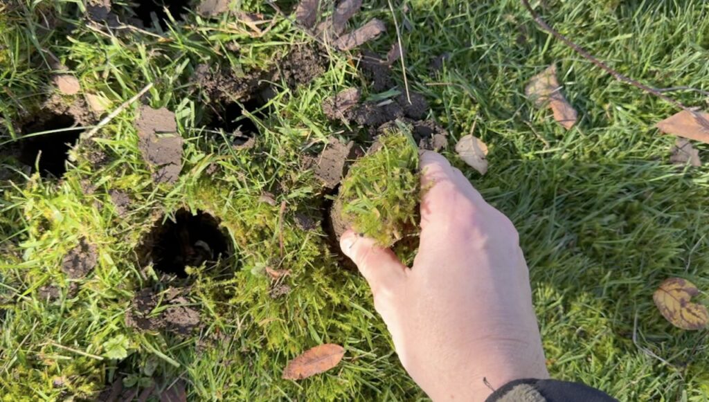 Putting back bulbs from bulb planting