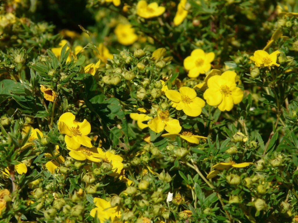 Yellow potentilla shrub